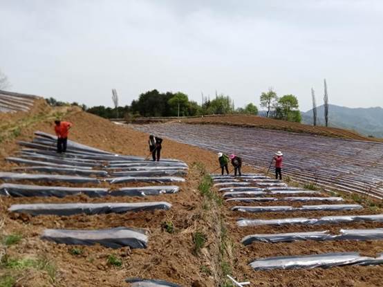 貧困戶投資20萬承包550畝山地,開荒三個月沒下山,終于年入60萬